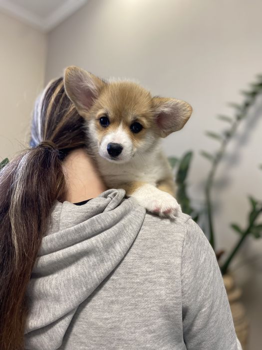 Корженята, хлопчики і дівчатка