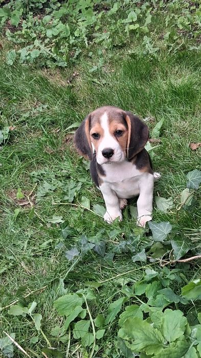 Beagle piesek szczeniak