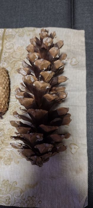 Szyszki trzy rodzaje