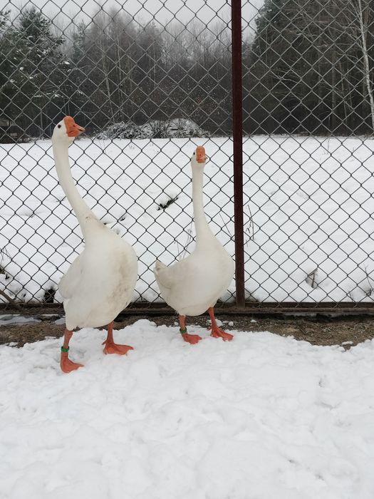 Gęsi Chińskie,,Samiec,,