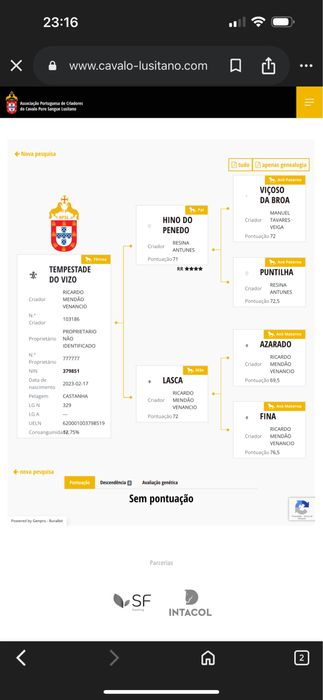 vendo poldra lusitana pura com 2 anos