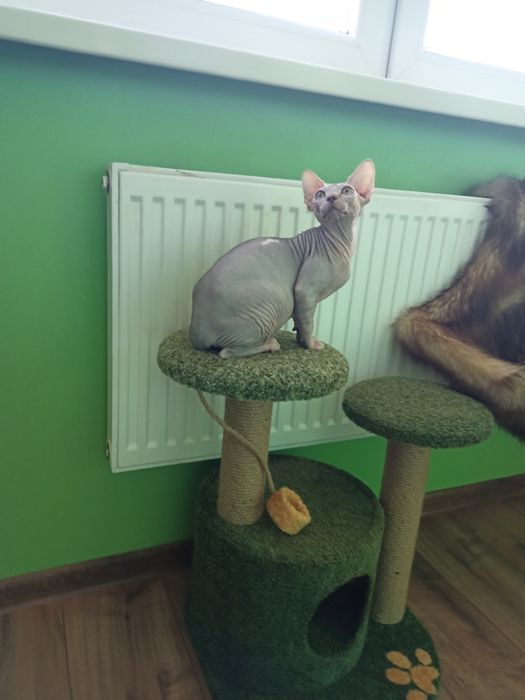 Канадський сфінкс самка