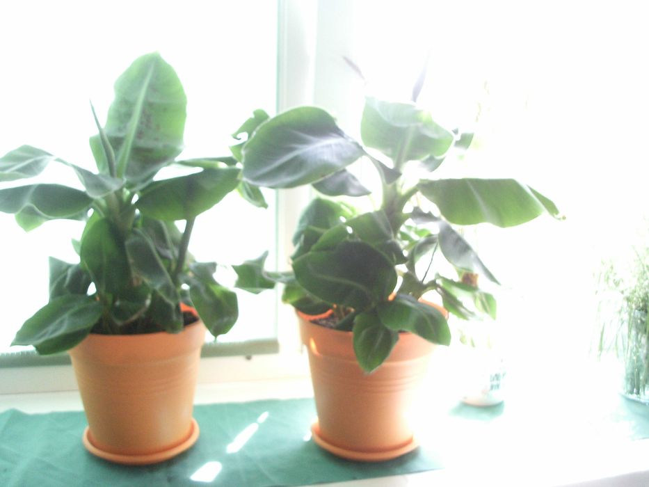 Саджанці банан міні "Тропікана" "київський карлик" Тропіканка