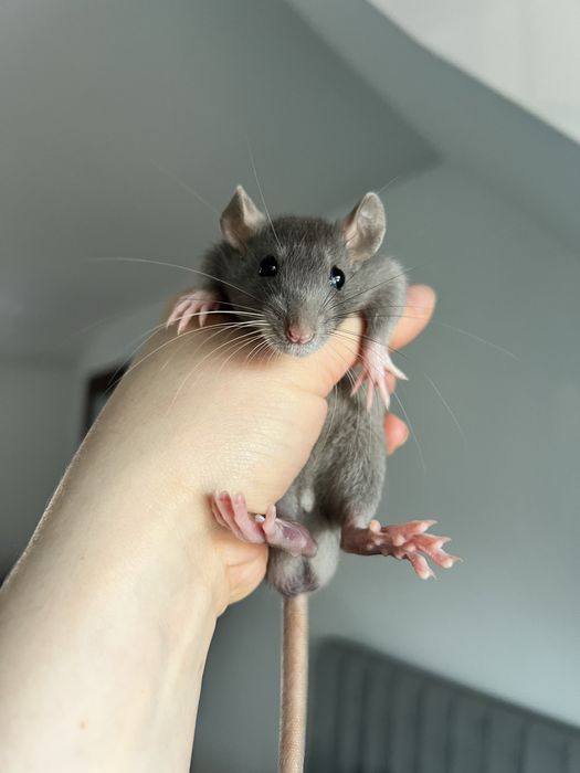 Szczur szczurek szuka domu