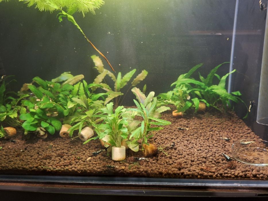 Akwarium z krewetkami