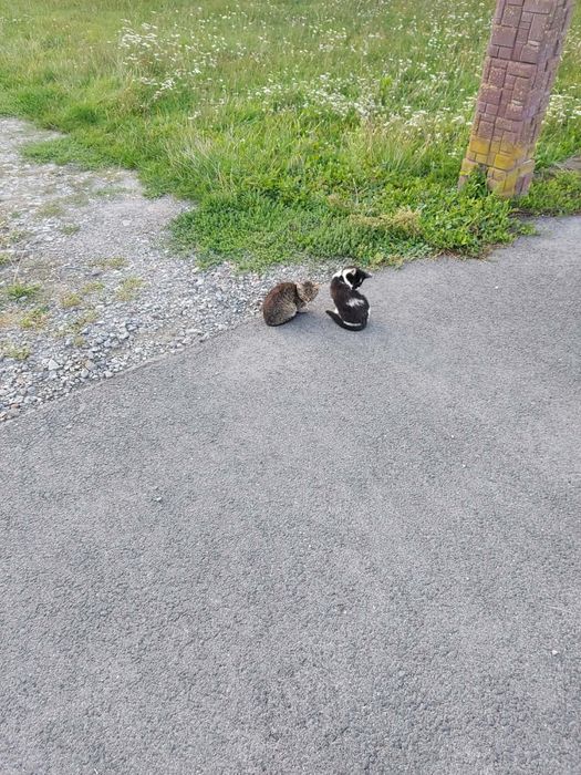 Dwie piękne bure kotki szukają kochających domów