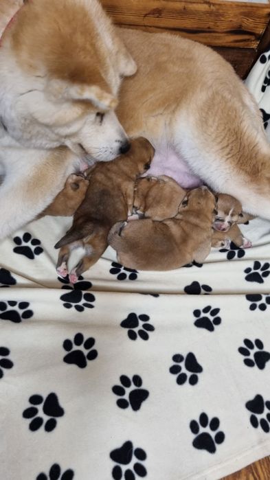 Акита ину,  японская акита,  Хатико