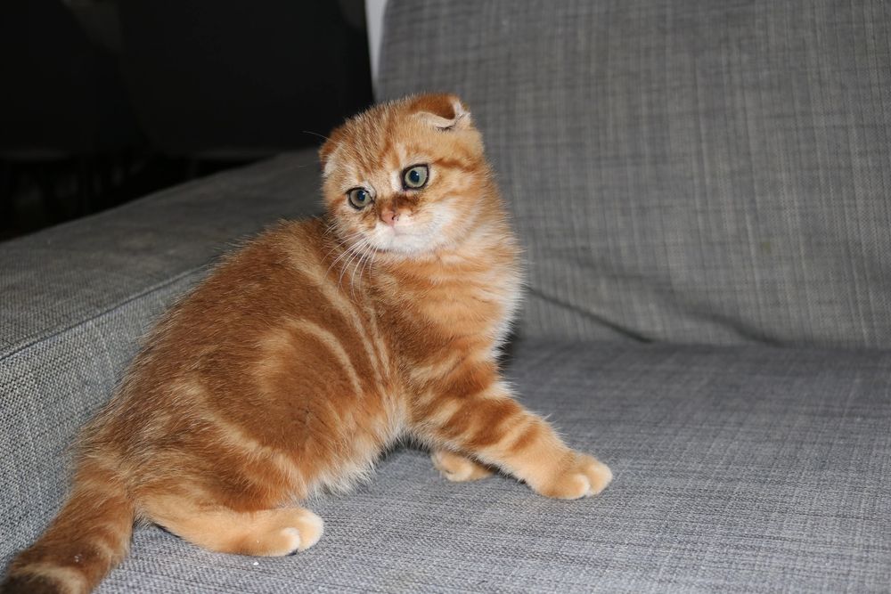Uma gatinha scottish  fold golden