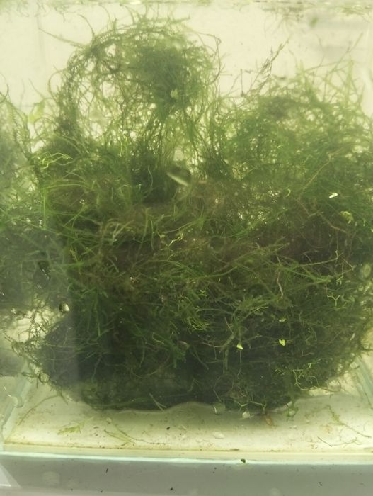 Plantas para aquário