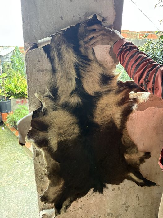 Peles de cabra verdadeira