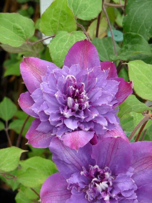 Clematis Powojnik VYVYAN PENNELL