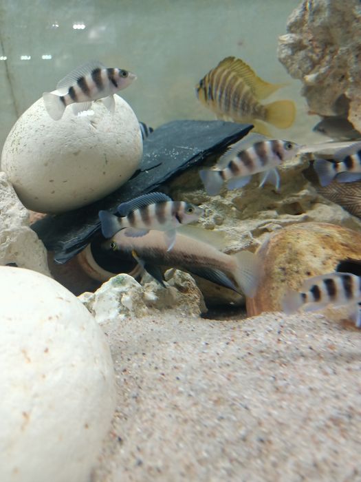 Neolamprologus tretocephalus tanganika