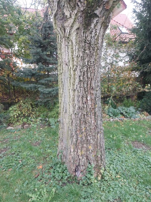 Orzech włoski drzewo do wycięcia
