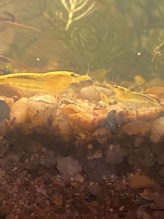 Neocaridinas yellow (amarela)