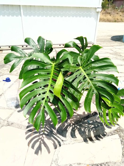 Monstera deliciosa - Costela de adão