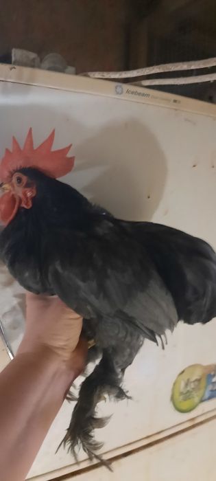 Півники карликового кохінхіна