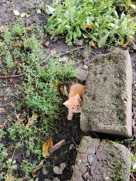 Кошенята, від гарних котів мисливців.