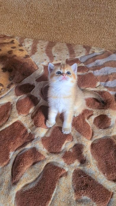 Шотландская золотая шиншилла