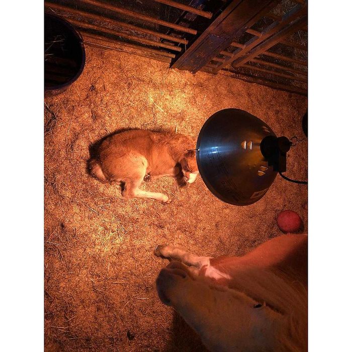 Lampa grzewcza, oprawa, sztuczna kwoka promiennik czerwony ZESTAW