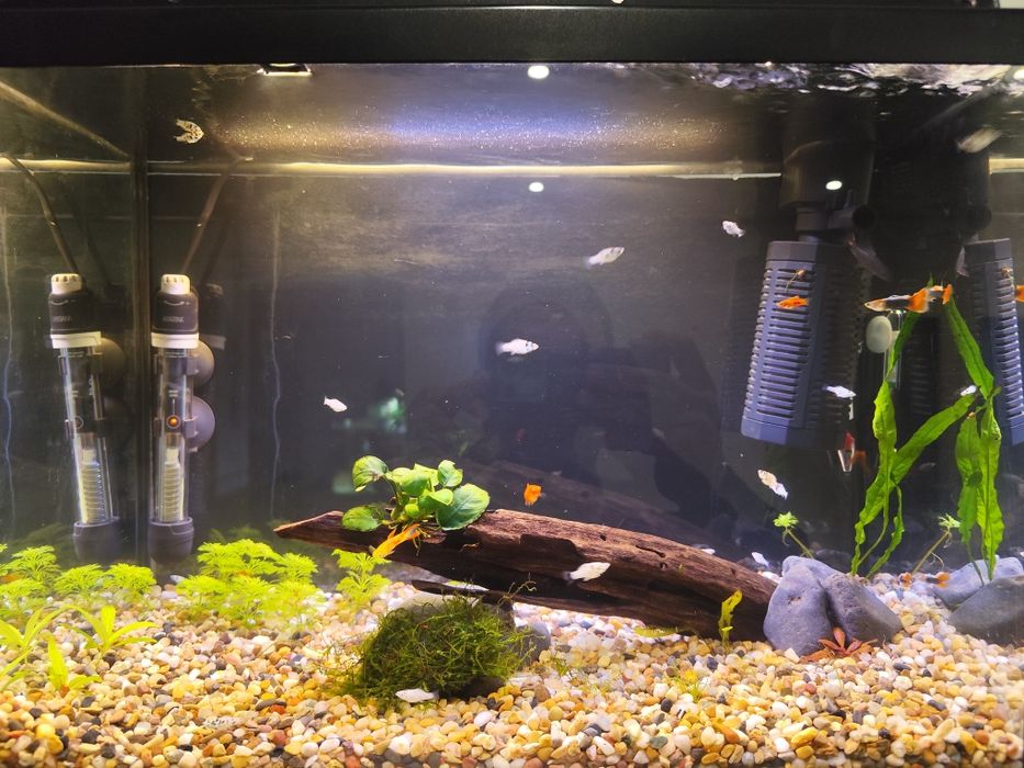 Mollys, Guppys e Platys Juvenis