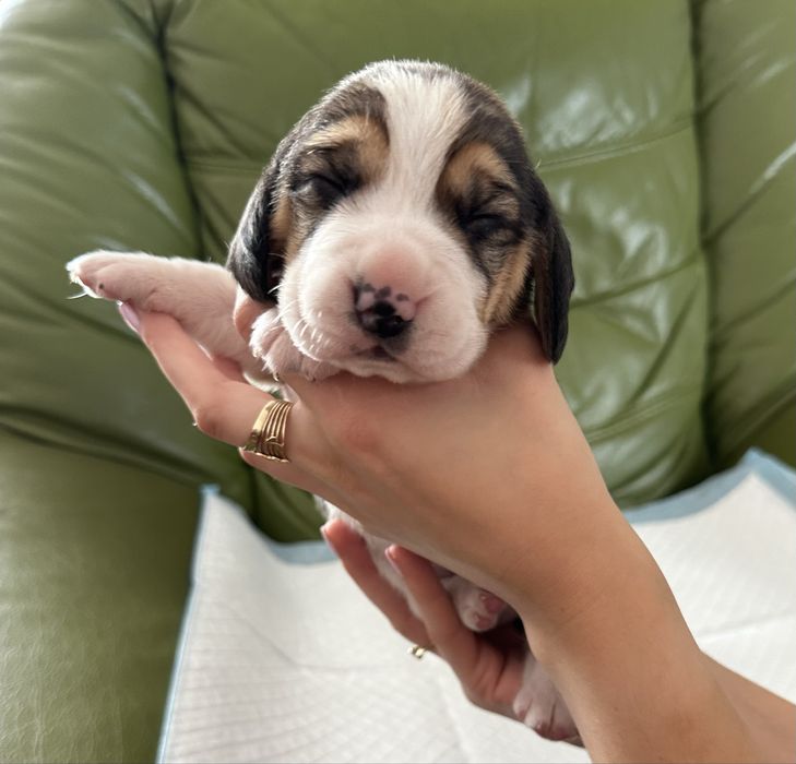 szczeniak beagle