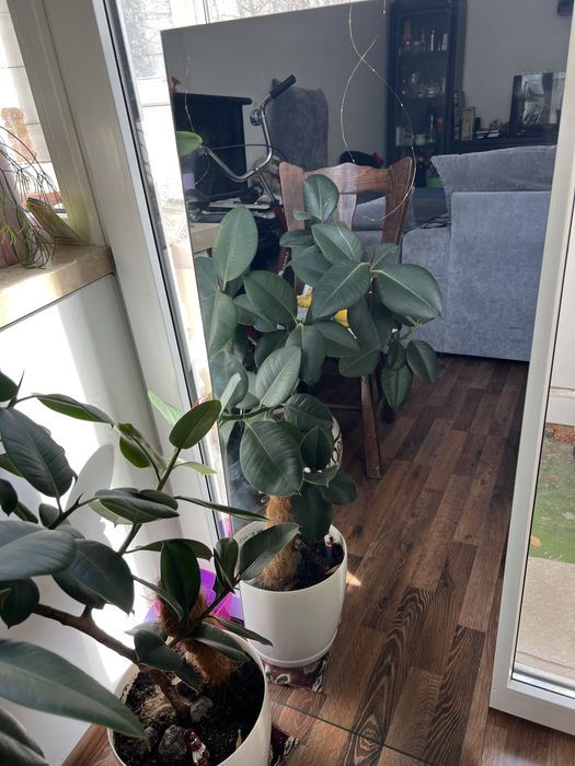 Дзеркала (зеркала) великі