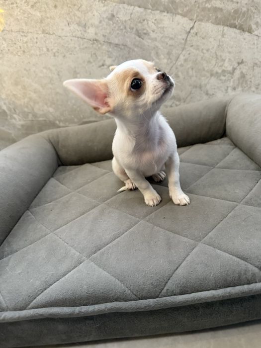 Чіхуахуа маленька дівчинка