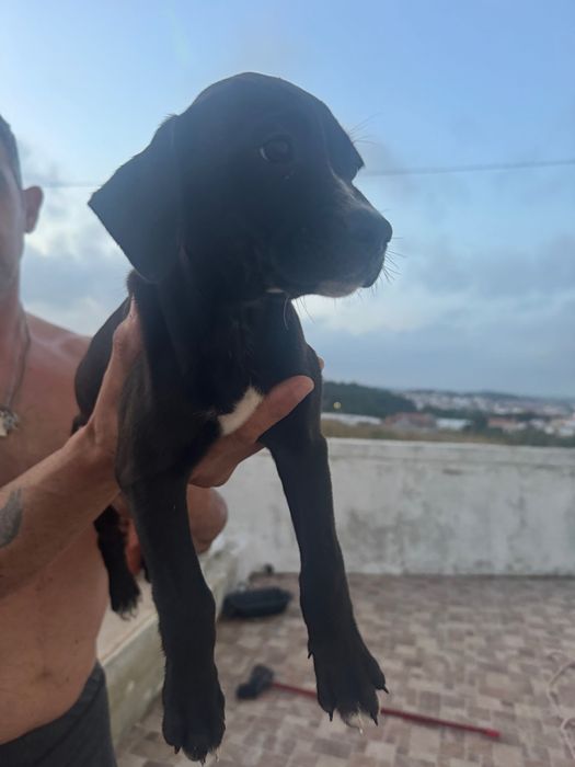 Doação de cachorrinhos