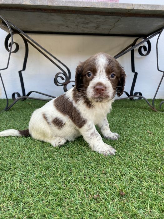 English  Spriger Spaniel