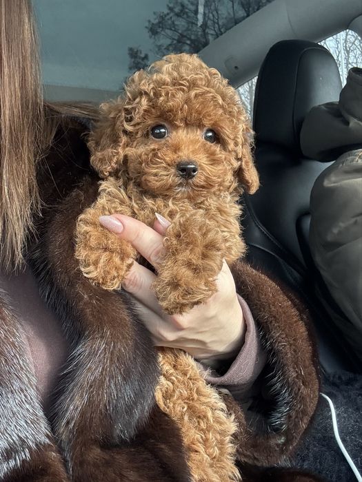 Той пудель хлопчик, 3,5 місяці, FCI, повністю вакцинований