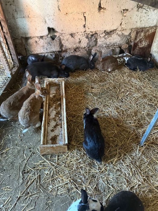 Króliki mięsne rasa srednia