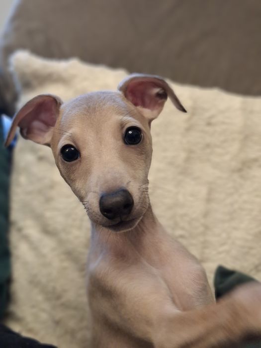 Charcik włoski- piesek