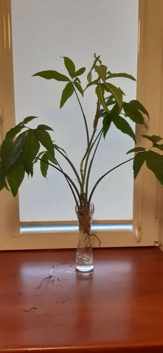 Duze szczepki ukorzenione Syngonium gotowe  do posadzenia 20z.
