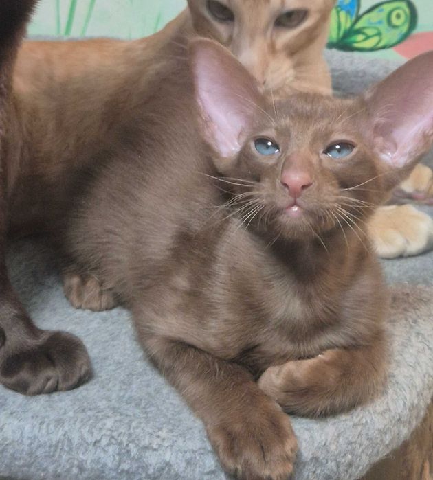 Ориентал. Орієнтальне кошеня