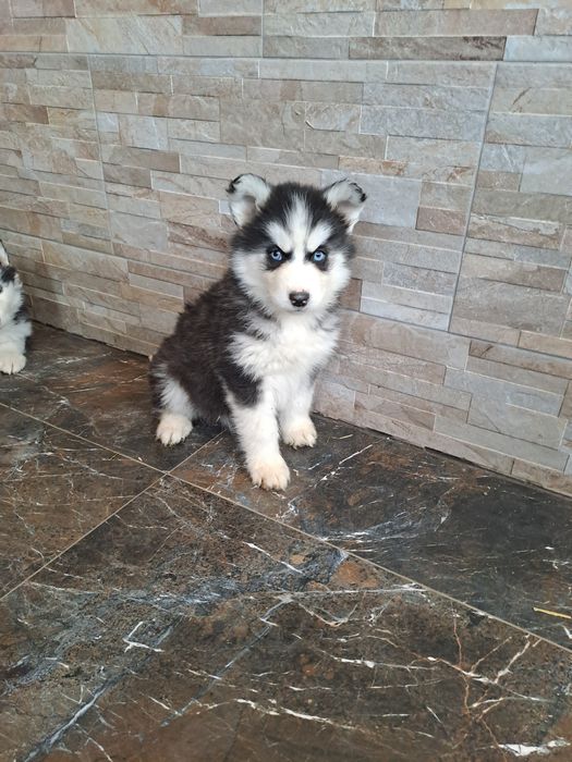 Suczka Siberian Haski