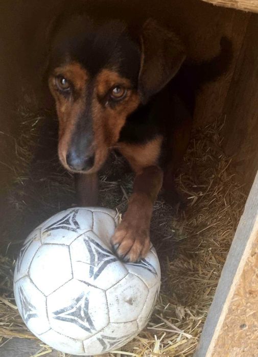 Piękność w typie gończy