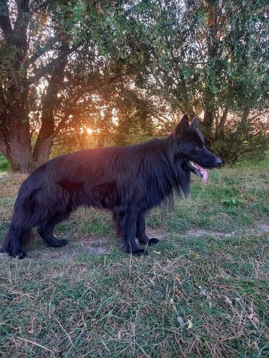 Вязка собак овчарка