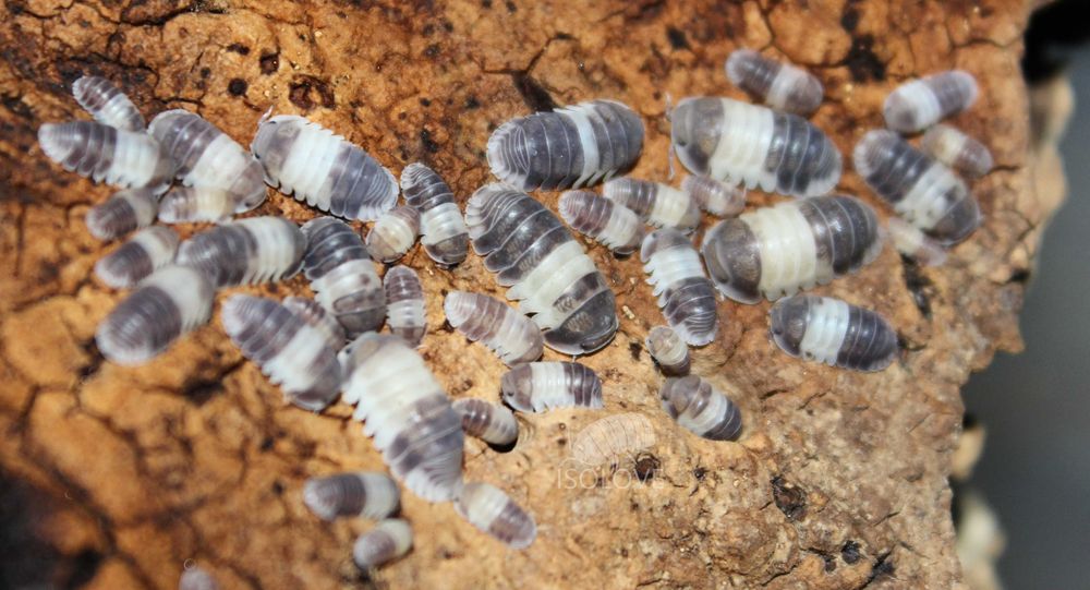 Cubaris sp. "panda king", isopoda, równonogi, kulanki, prosionki