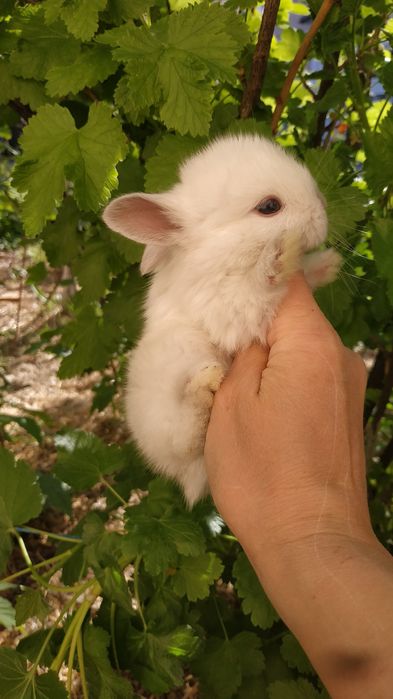 Міні кролики ручні добрі рижі білі придбати в Харкові кролі крольчата