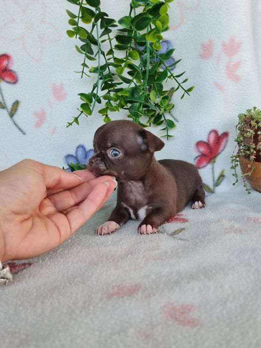 Estupendo menina mini Chihuahua Linhagem Russa de Qualidade