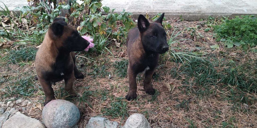 Щенки малинуа бельгийская овчарка! Питомник предлагает супер щеночков