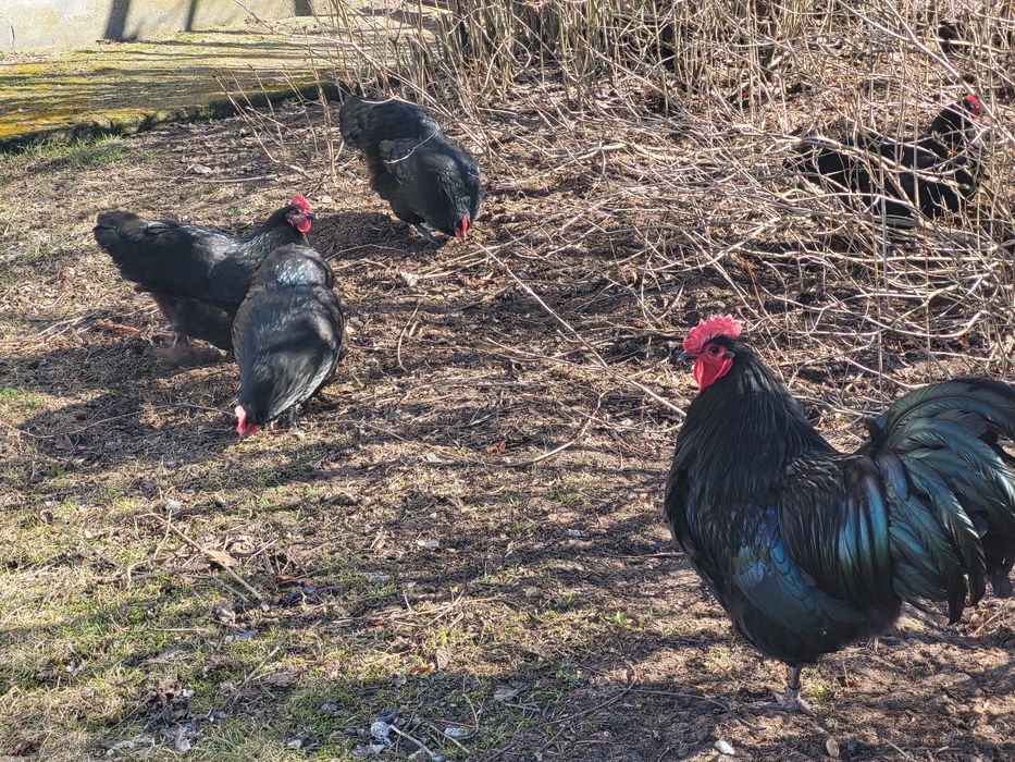Jaja lęgowe AUSTRALORP.