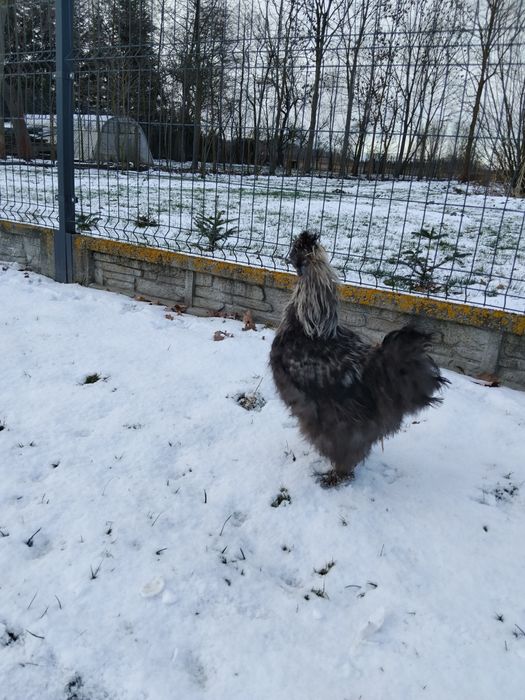 Koguty Silki różne kolory