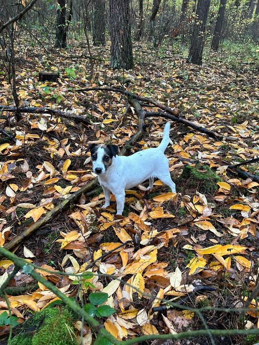 Jack Russell Terrier - suka