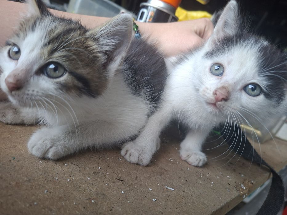 2 czarno białe małe kotki do oddania do adopcji  kocur i kotka