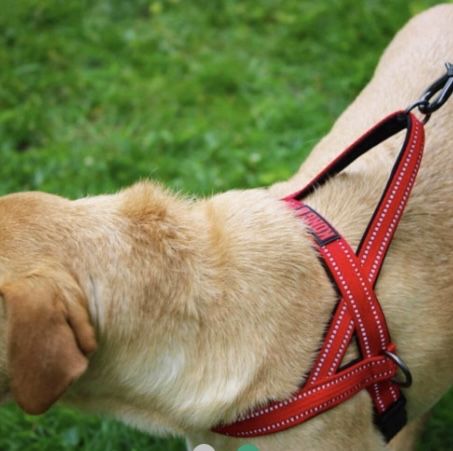 Dois arneses para cão médio/grande