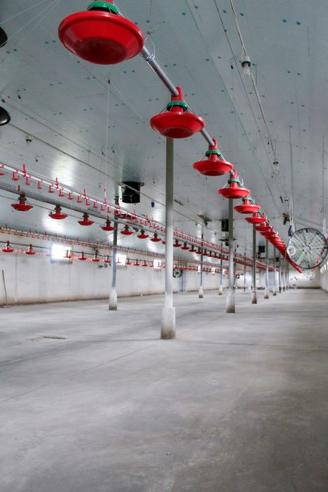 Ocieplenie Termoizolacja Kurnika Obory Chlewni Płyta Styrodur XPS AGRO