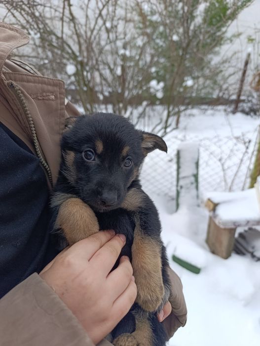 Отдам щенков в хорошие руки (бесплатно)