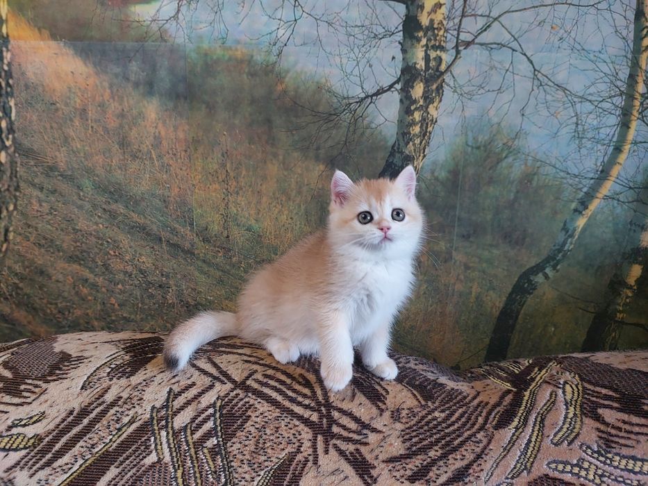 Золота шиншилла шотландські кошенята