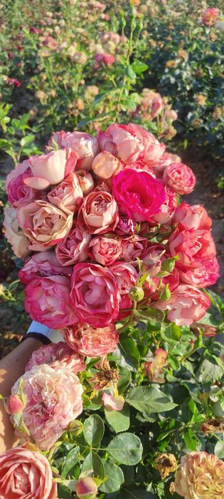 Róże z gołym korzeniem gat.2 wiele kolorów